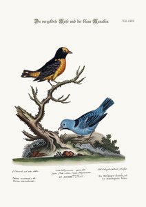 Az aranycinegeegér és a kék manakin, 1749-73